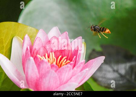 Asian wasp in flight over the flowers of a water lily Stock Photo