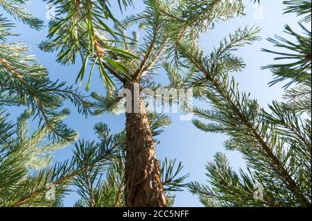young sapling pine trees against a bright blue sky Stock Photo