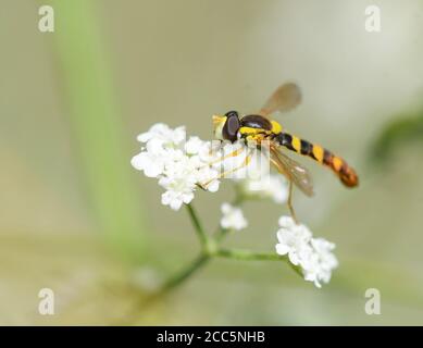 Closeup of sphaerophoria scripta feeding on the flowers of an umbellifer Stock Photo