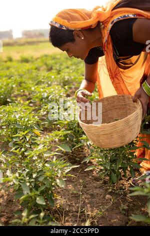 An Indian woman in a traditional orange sari dress harvests chili peppers in a field in rural Bihar, India, South Asia. Stock Photo