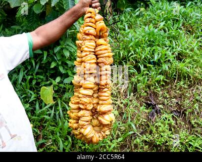 Male hand holding a chain of cut brindle berry or Malabar tamarind.  Scientifically known as Garcinia gummi-gutta,a tropical species of Grancinia Stock Photo