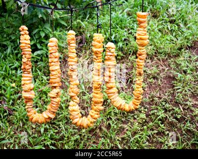 Chain of cut brindle berry or Malabar tamarind hung for drying. Scientifically known as Garcinia gummi-gutta,a tropical species of Grancinia Stock Photo