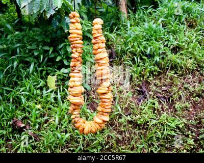 Chain of cut brindle berry or Malabar tamarind hung for drying. Scientifically known as Garcinia gummi-gutta,a tropical species of Grancinia Stock Photo