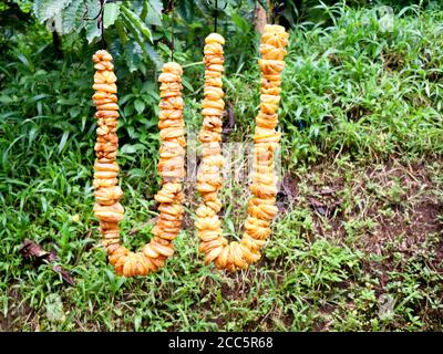 Chain of cut brindle berry or Malabar tamarind hung for drying. Scientifically known as Garcinia gummi-gutta,a tropical species of Grancinia Stock Photo