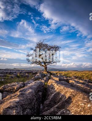 The last of the autumnal evening light at the lone tree near Winskill Stones Stock Photo