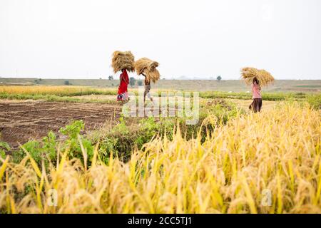 Rice farmers carry bundles of harvested rice grain stalks on their head in rural Bihar, India. Stock Photo