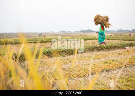 Rice farmers carry bundles of harvested rice grain stalks on their head in rural Bihar, India. Stock Photo
