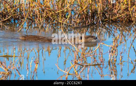 coypu, or nutria (Myocastor coypus) swimming in water. Photographed in Israel, Hula Valley. A large, herbivorous, semiaquatic rodent. The coypu lives Stock Photo