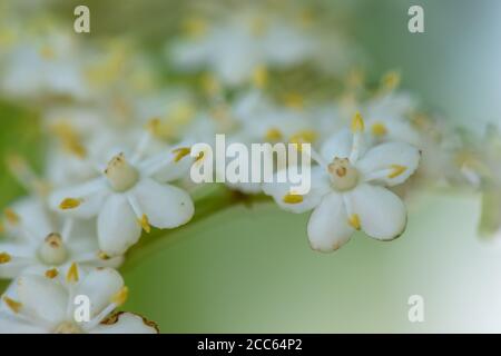 First flowers of 'Sambucus Nigra' (Black Elderberry) in the springtime Stock Photo