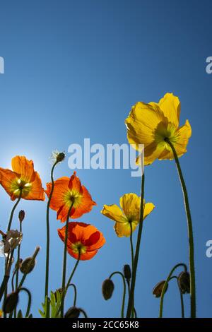 Orange and yellow flowers of Iceland Poppies (Papaver nudicaule), in the spring sun, blue sky. Low angle view Stock Photo