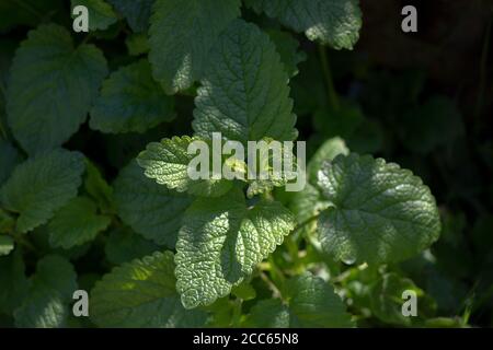 Fresh organic lemon balm (Melissa officinalis) in the garden Stock Photo