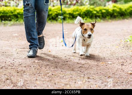 Dog on lead and owner walking quickly through park alley during obedience training class Stock Photo