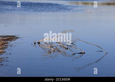 Dead tree branch in shallow water. Stock Photo