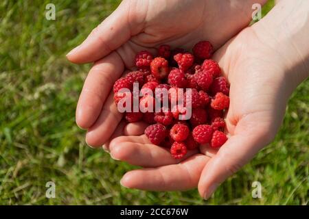 Fresh organic wild raspberries in the hands of a girl, close up Stock Photo