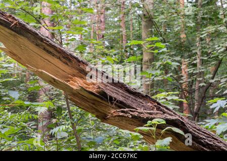 fallen old oak tree in forest Stock Photo