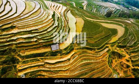 Aerial top view of paddy rice terraces, green agricultural fields in countryside or rice field terraces. Mountain view in the clouds in Sapa, Lao Cai