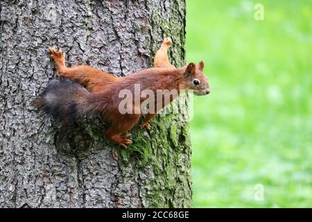 Portrait of red squirrel on a tree trunk in a green park Stock Photo