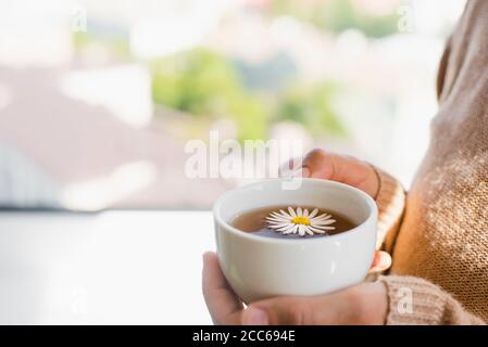 Cup of calming chamomile tea in woman hands in knitted sweater . Warm sunny autumn day Stock Photo