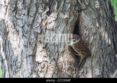 Sparrow sits at its nest in hollow tree Stock Photo