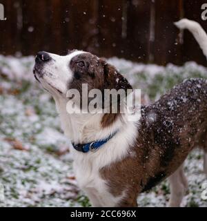 Mixed Breed Puppy looking up at snowflakes outdoors Stock Photo