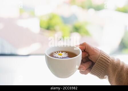 Cup of calming chamomile tea in woman hands in knitted sweater . Warm sunny autumn day Stock Photo