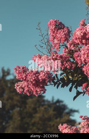 pink flowers on branches of crepe myrtle tree with a blue sky Stock Photo