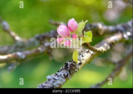 APPLE BLOSSOM ON A GREY BRANCH Stock Photo