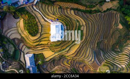 Aerial top view of paddy rice terraces, green agricultural fields in countryside or rice field terraces. Mountain view in the clouds in Sapa, Lao Cai