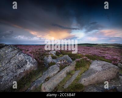Peak District above Langset Res, evening sunset with the heather in full bloom