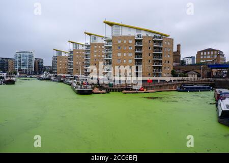 Blue-green algae  in Limehouse Basin in East London is a Docklands marina and residential housing development in the Borough of Tower Hamlets Stock Photo