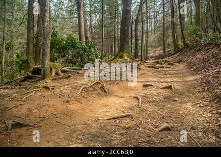 Wide open worn trail going uphill in the woodlands with exposed tree roots with the afternoon sunlight peeking through the trees in springtime Stock Photo