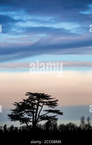 A silhouette of a Cedar of Lebanon tree against a coloured sky after sundown Stock Photo