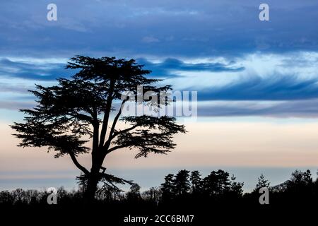 A silhouette of a Cedar of Lebanon tree against a coloured sky after sundown Stock Photo