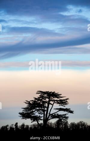 A silhouette of a Cedar of Lebanon tree against a coloured sky after sundown Stock Photo