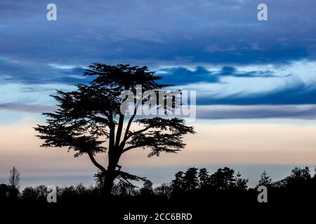 A silhouette of a Cedar of Lebanon tree against a coloured sky after sundown Stock Photo