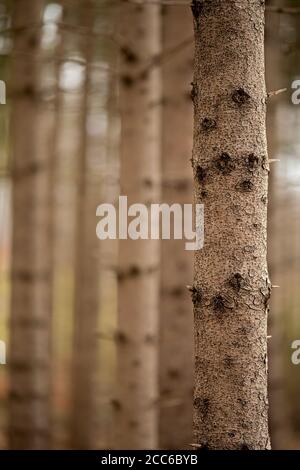 slender spruce trunks with rough bark and knotholes in the coniferous forest Stock Photo