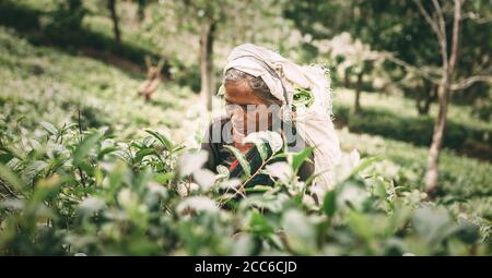 Ella, Sri Lanka - December 30, 2017: Old age female tea-picker picks up the fresh tea leaves in Ella town, Uva Province, Sri Lanka Stock Photo