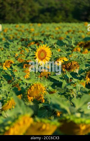First solitary sunflower waking up in the morning Stock Photo
