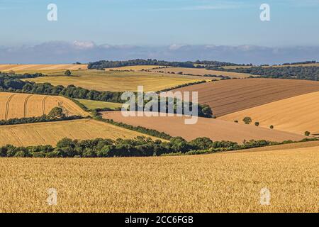 Rolling hills with cereal crops growing  in the South Downs, on a sunny summers day Stock Photo