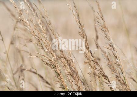 Several sunlit stalks of wild grass set against edge growing wheat crop backdrop. Wild grasses growing, isolated grass heads. Stock Photo