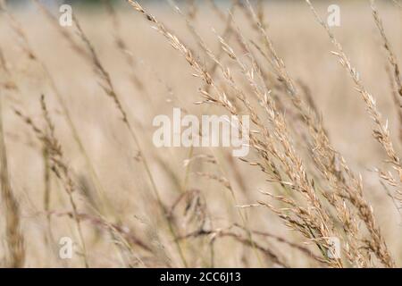 Several sunlit stalks of wild grass set against edge growing wheat crop backdrop. Wild grasses growing, isolated grass heads. Stock Photo