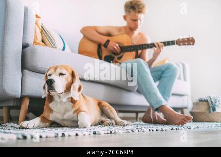 Beagle dog sleep lying on cozy carpet when his young master plays on guitar Stock Photo