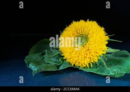 The Decorative sunflower with green sheet on dark background.Beauty in nature,Yellow flower on turn blue table Stock Photo