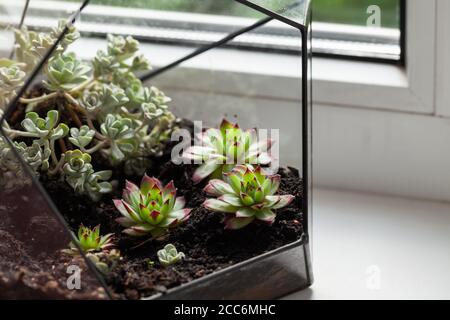 Succulent plants grow in a glass pot on a windowsill Stock Photo