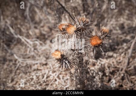 Dry thorny flowers, close-up photo with selective focus Stock Photo