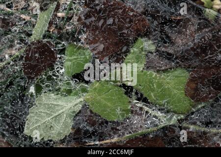 Frozen green leaves are under thin ice layer, autumn season natural background photo Stock Photo