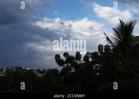 Silhouette shot of Mango tree on blue sky backgrounds Stock Photo