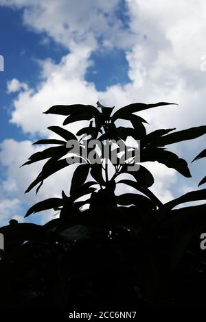 Silhouette shot of Mango tree on blue sky backgrounds Stock Photo