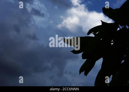 Silhouette shot of Mango tree on blue sky backgrounds Stock Photo