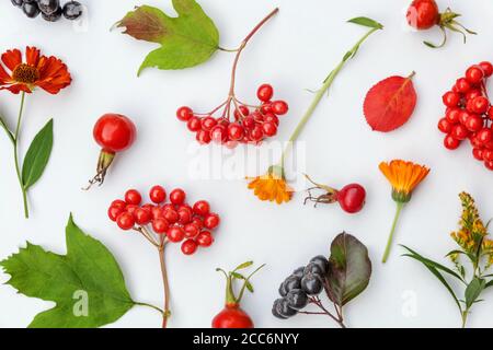 Autumn floral composition. Plants viburnum rowan berries dogrose flowers colorful leaves isolated on white background. Fall natural plants ecology wallpaper concept. Flat lay top view copy space Stock Photo